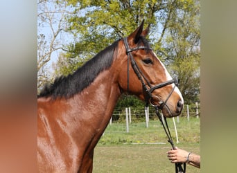 Caballo de deporte irlandés, Caballo castrado, 4 años, 165 cm, Castaño