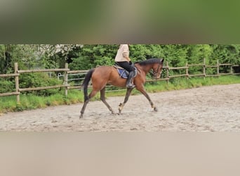 Caballo de deporte irlandés, Caballo castrado, 4 años, 165 cm, Castaño