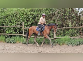 Caballo de deporte irlandés, Caballo castrado, 4 años, 165 cm, Castaño