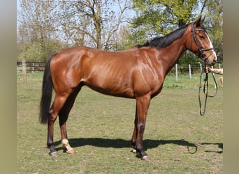Caballo de deporte irlandés, Caballo castrado, 4 años, 165 cm, Castaño