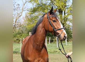 Caballo de deporte irlandés, Caballo castrado, 4 años, 165 cm, Castaño