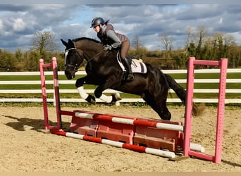 Caballo de deporte irlandés, Caballo castrado, 4 años, 165 cm, Negro