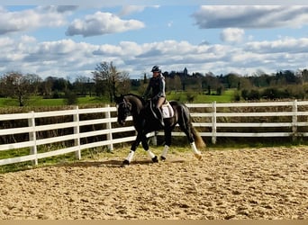 Caballo de deporte irlandés, Caballo castrado, 4 años, 165 cm, Negro