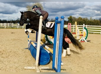 Caballo de deporte irlandés, Caballo castrado, 4 años, 165 cm, Negro