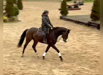 Caballo de deporte irlandés, Caballo castrado, 4 años, 167 cm, Castaño oscuro