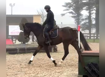 Caballo de deporte irlandés, Caballo castrado, 4 años, 167 cm, Castaño oscuro