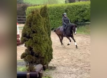 Caballo de deporte irlandés, Caballo castrado, 4 años, 167 cm, Castaño oscuro