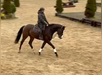 Caballo de deporte irlandés, Caballo castrado, 4 años, 167 cm, Castaño oscuro