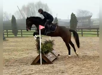 Caballo de deporte irlandés, Caballo castrado, 4 años, 167 cm, Castaño oscuro