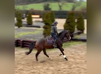 Caballo de deporte irlandés, Caballo castrado, 4 años, 167 cm, Castaño oscuro