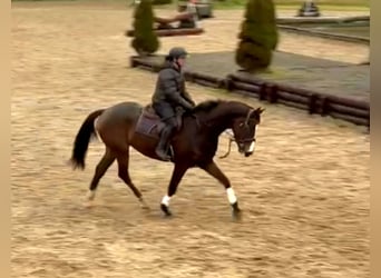 Caballo de deporte irlandés, Caballo castrado, 4 años, 167 cm, Castaño oscuro