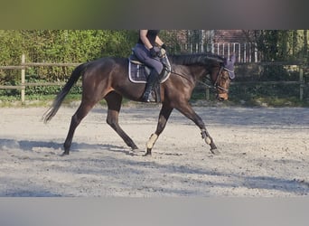 Caballo de deporte irlandés, Caballo castrado, 4 años, 167 cm, Morcillo