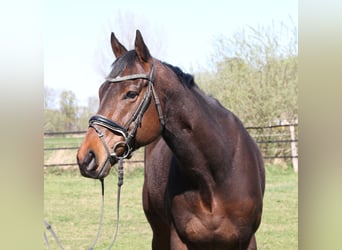 Caballo de deporte irlandés, Caballo castrado, 4 años, 167 cm, Morcillo