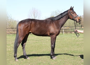 Caballo de deporte irlandés, Caballo castrado, 4 años, 167 cm, Morcillo