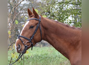 Caballo de deporte irlandés, Caballo castrado, 4 años, 168 cm, Alazán-tostado