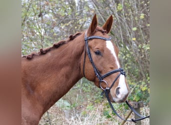 Caballo de deporte irlandés, Caballo castrado, 4 años, 168 cm, Alazán-tostado