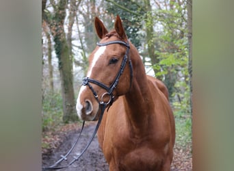 Caballo de deporte irlandés, Caballo castrado, 4 años, 168 cm, Alazán-tostado