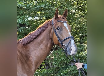 Caballo de deporte irlandés, Caballo castrado, 4 años, 168 cm, Alazán-tostado