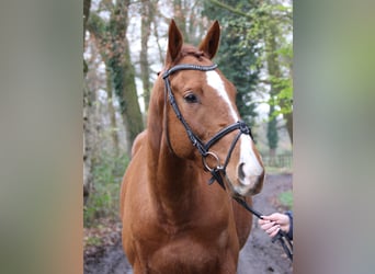 Caballo de deporte irlandés, Caballo castrado, 4 años, 168 cm, Alazán-tostado