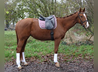 Caballo de deporte irlandés, Caballo castrado, 4 años, 168 cm, Alazán-tostado