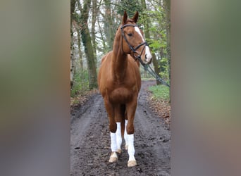 Caballo de deporte irlandés, Caballo castrado, 4 años, 168 cm, Alazán-tostado