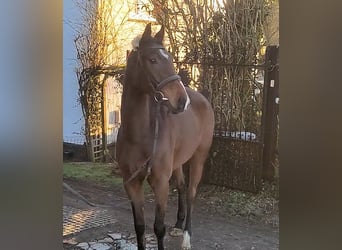 Caballo de deporte irlandés, Caballo castrado, 4 años, 168 cm, Castaño