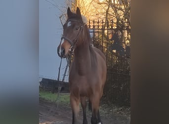 Caballo de deporte irlandés, Caballo castrado, 4 años, 168 cm, Castaño