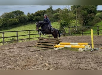 Caballo de deporte irlandés, Caballo castrado, 4 años, 168 cm, Castaño