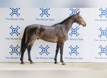 Caballo de deporte irlandés, Caballo castrado, 4 años, 168 cm, Castaño