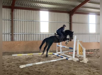 Caballo de deporte irlandés, Caballo castrado, 4 años, 168 cm, Castaño