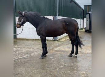 Caballo de deporte irlandés, Caballo castrado, 4 años, 168 cm, Castaño