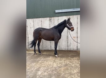 Caballo de deporte irlandés, Caballo castrado, 4 años, 168 cm, Castaño