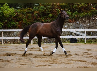 Caballo de deporte irlandés, Caballo castrado, 4 años, 168 cm, Castaño