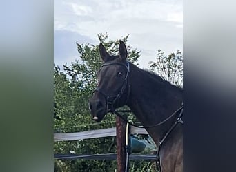 Caballo de deporte irlandés, Caballo castrado, 4 años, 168 cm, Castaño