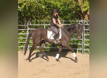 Caballo de deporte irlandés, Caballo castrado, 4 años, 168 cm, Morcillo