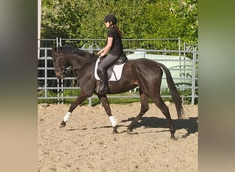 Caballo de deporte irlandés, Caballo castrado, 4 años, 168 cm, Morcillo