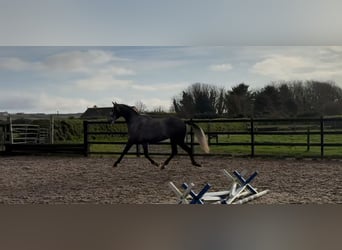 Caballo de deporte irlandés, Caballo castrado, 4 años, 168 cm, Tordo rodado