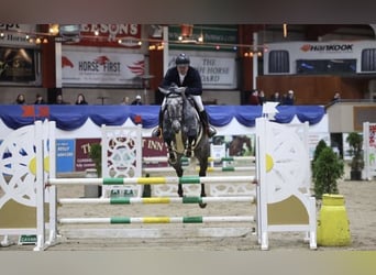 Caballo de deporte irlandés, Caballo castrado, 4 años, 168 cm, Tordo rodado