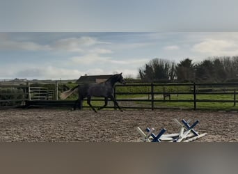 Caballo de deporte irlandés, Caballo castrado, 4 años, 168 cm, Tordo rodado