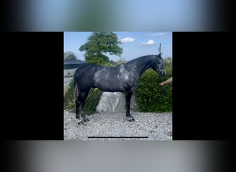 Caballo de deporte irlandés, Caballo castrado, 4 años, 168 cm, Tordo rodado