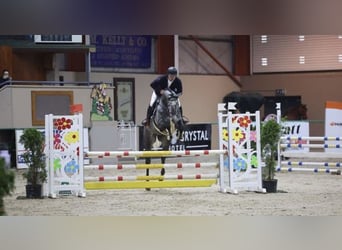 Caballo de deporte irlandés, Caballo castrado, 4 años, 168 cm, Tordo rodado