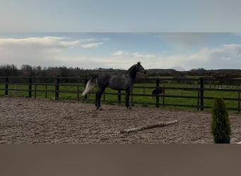 Caballo de deporte irlandés, Caballo castrado, 4 años, 168 cm, Tordo rodado