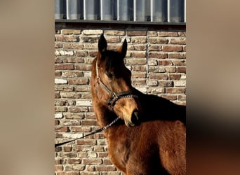 Caballo de deporte irlandés, Caballo castrado, 4 años, 170 cm, Castaño