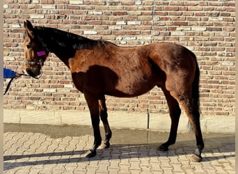 Caballo de deporte irlandés, Caballo castrado, 4 años, 170 cm, Castaño