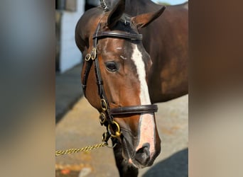 Caballo de deporte irlandés, Caballo castrado, 4 años, 170 cm, Castaño oscuro