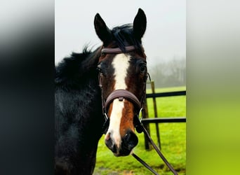 Caballo de deporte irlandés, Caballo castrado, 4 años, 170 cm, Castaño oscuro