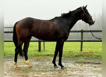 Caballo de deporte irlandés, Caballo castrado, 4 años, 170 cm, Castaño oscuro