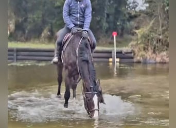 Caballo de deporte irlandés, Caballo castrado, 4 años, 170 cm, Castaño oscuro