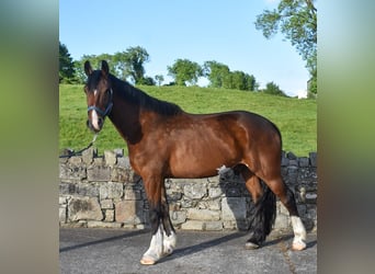 Caballo de deporte irlandés, Caballo castrado, 4 años, 170 cm, Castaño rojizo