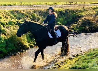 Caballo de deporte irlandés, Caballo castrado, 4 años, 170 cm, Negro